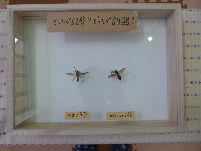 ハチとハエ