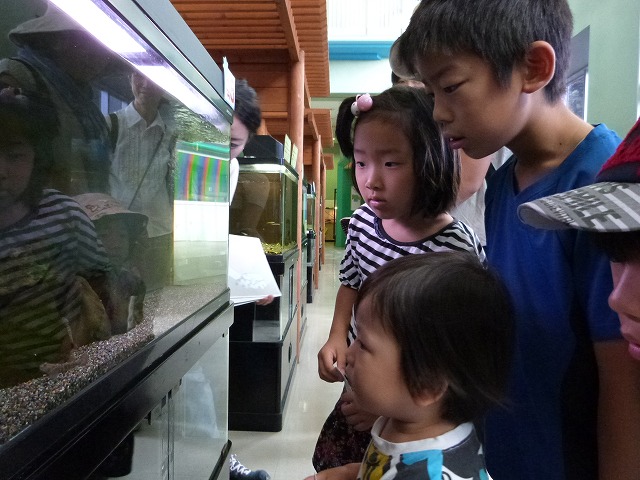 水槽のぞく子ども