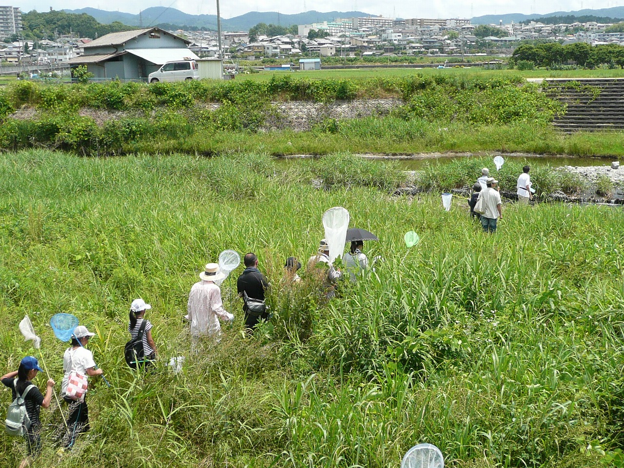 2011_0626ハグロトンボ 027.jpg
