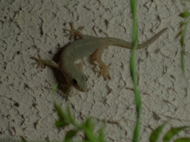 ヤモリ