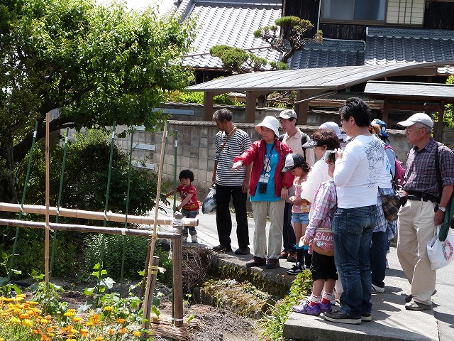 野菜の花