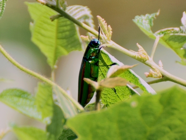 20170827tananushi.jpg