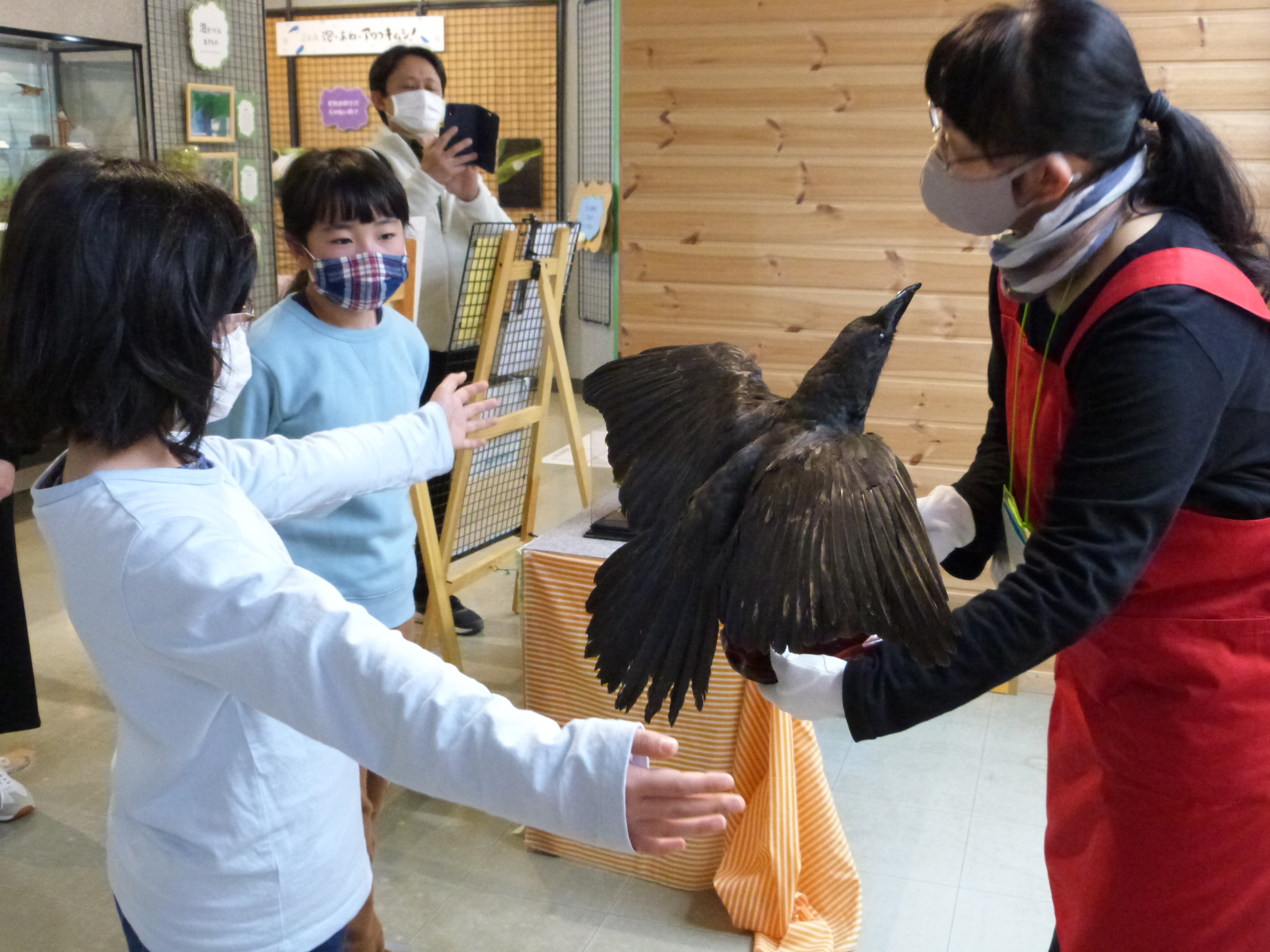 翼を広げたカラスのはく製の前で腕を広げている子ども