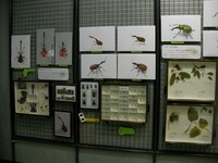 展示