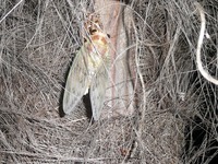 s-セミの羽化2010.07.18 028.jpg