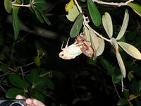 s-セミの羽化2010.07.18 072.jpg