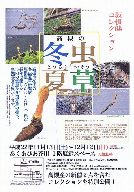 高槻の冬虫夏草