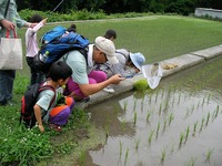 田んぼでカアエル探し