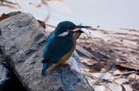 カワセミ