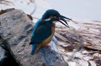 カワセミ