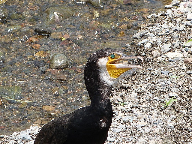 カワウ