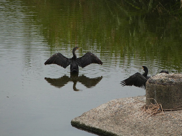 カワウ