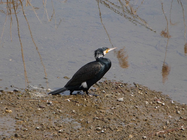 カワウ