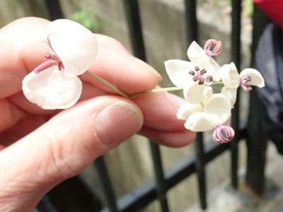 アケビの花の拡大.jpg