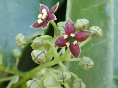 アオキの雄花.jpg