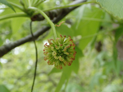 モミジバフウの雌花.jpg