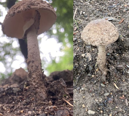 植物園案内7月1.jpg