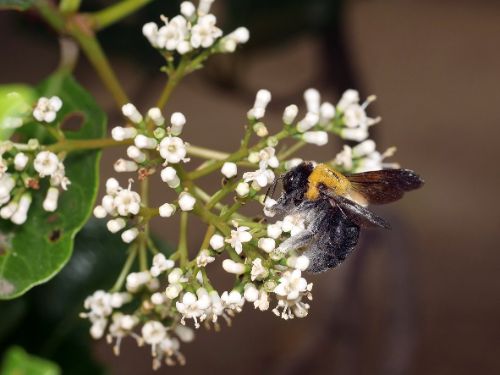 長居植物園案内(6月)1-1.jpg