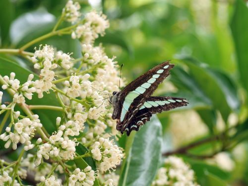 長居植物園案内(6月)1-3.jpg