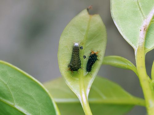 長居植物園案内(6月)2-1.jpg