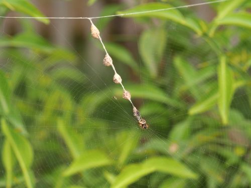 長居植物園案内(6月)3-1.jpg