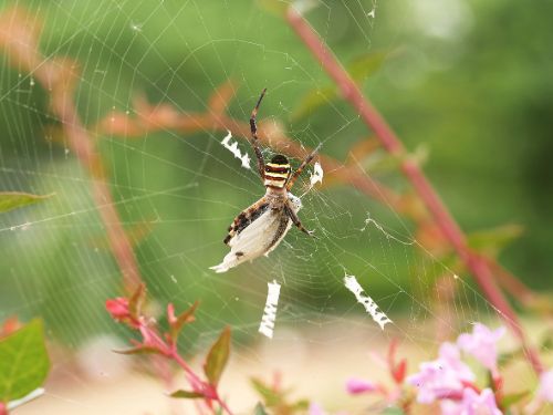 長居植物園案内(6月)3-2.jpg