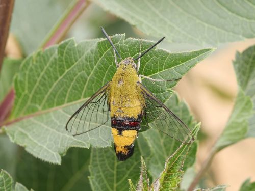 長居植物園案内(6月)4-1.jpg