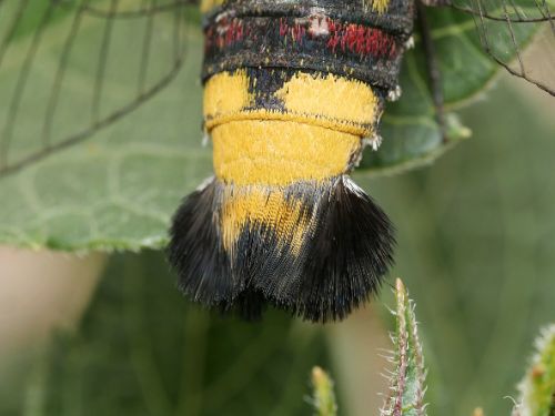 長居植物園案内(6月)4-2.jpg