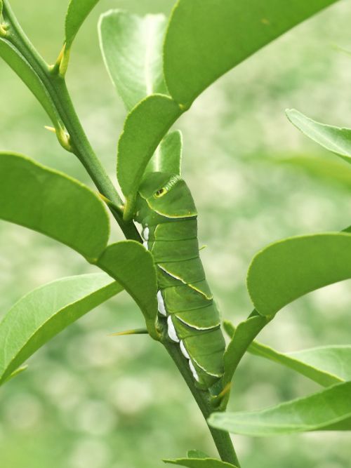 長居植物園案内(6月)5-2.jpg