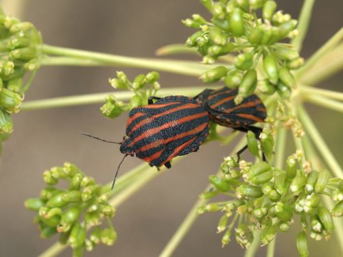 長居植物園案内(6月)6.jpg