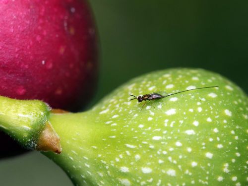 長居植物園案内(6月)7.jpg