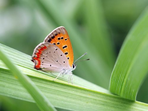 長居植物園案内(6月)9-1.jpg