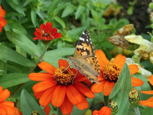 長居植物園案内(6月)9-2.jpg