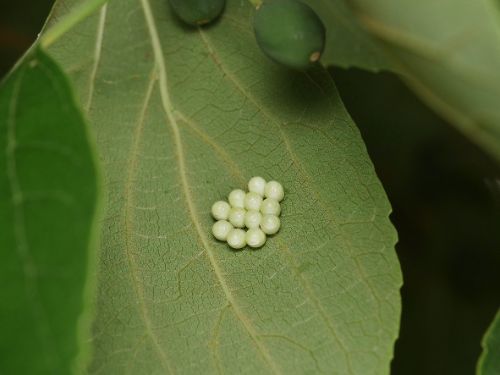 長居植物園案内(6月)9-3.jpg