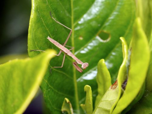 長居植物園案内(6月)9-4.jpg