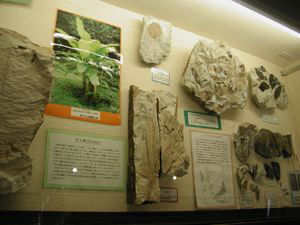 A33神戸の植物化石を考える会