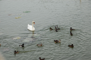 水辺の鳥を観察しよう