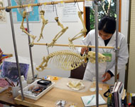 画像:ホネホネ骨格標本づくりの一般公開