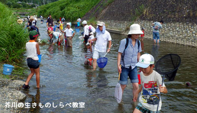 画像:芥川の生きものしらべ教室