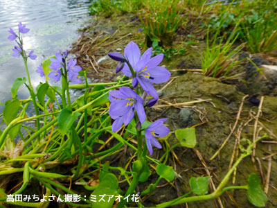 画像:高田みちよさん撮影「ミズアオイ花」