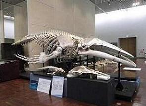 ザトウクジラ全身骨格標本.JPG
