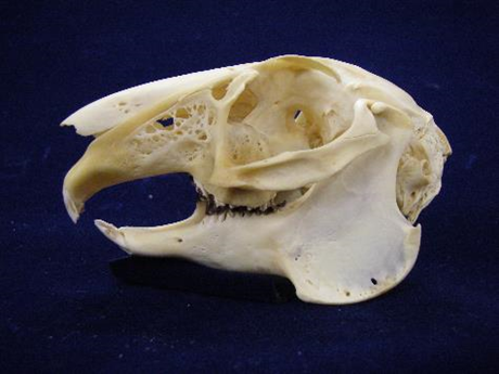 ノウサギの頭骨.png