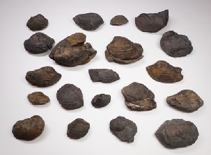 和泉層群の二枚貝化石.jpg