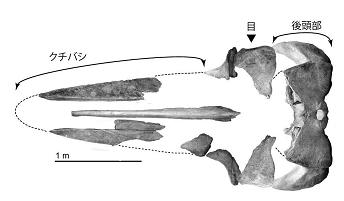 図１：本研究で扱った大阪の地下から出てきたカツオクジラの化石（頭骨）（本研究で発表した論文Tanaka and Taruno, 2017より改変）.jpg