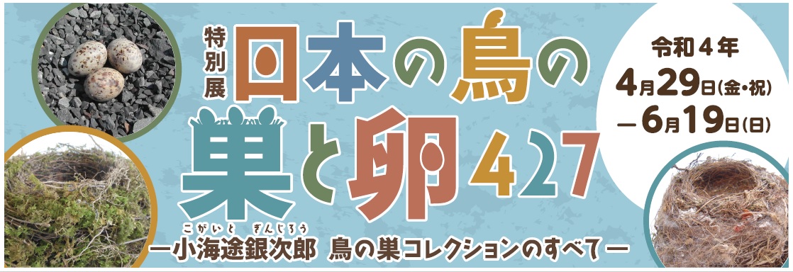 日本の鳥の巣と卵427 HPバナー.jpg
