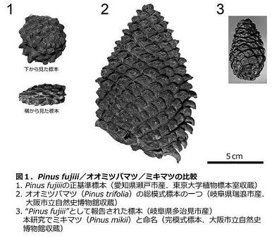 pinus fujiii_オオミツバマツ_ミキマツ.jpg